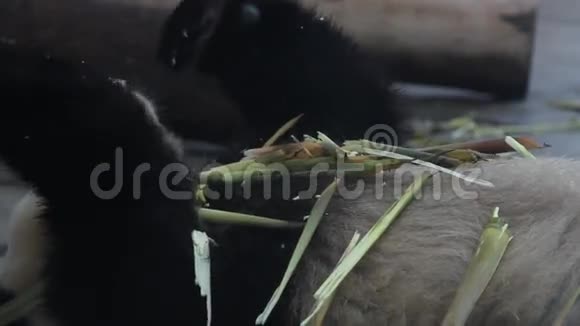 大熊猫吃竹笋视频的预览图