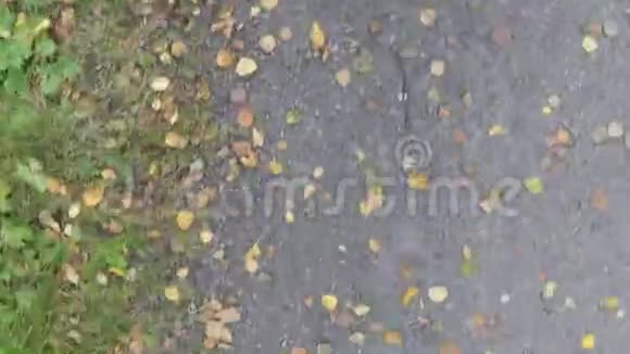 秋天白桦树的叶子在森林砾石路上徘徊视频的预览图