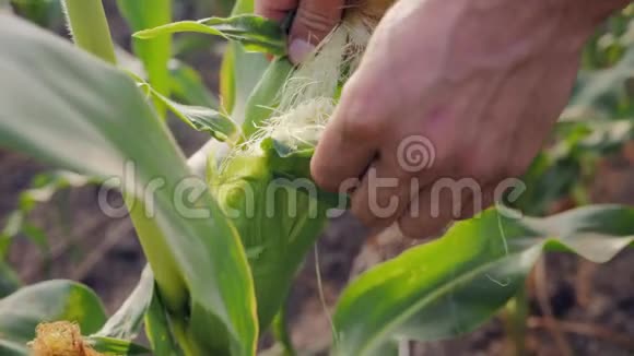 年轻的农民检查翻卷玉米视频的预览图
