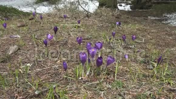田野里有美丽的紫红花视频的预览图