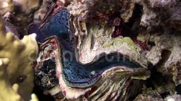 赤海中紫色地幔的鳞片巨人视频的预览图