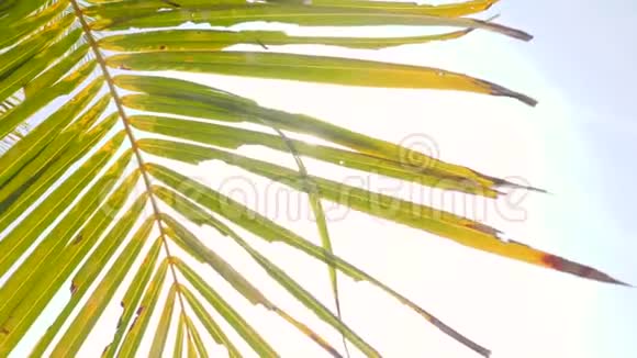 绿色椰子棕榈叶对蓝天和明亮的太阳背景视频暑期旅游度假概念4K视频的预览图
