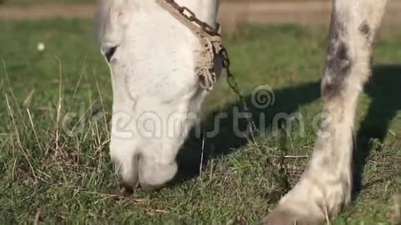 一匹马在草地上吃草视频的预览图