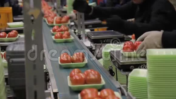 工人们称重把西红柿放进托盘里放在室内的磁带上视频的预览图