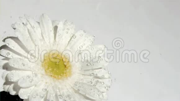 白色的花在超慢动作中接受水滴视频的预览图