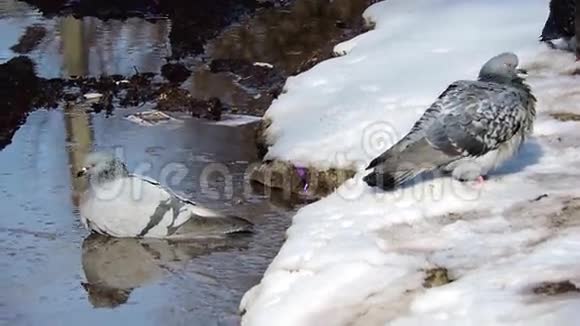三只鸽子在阳光下的水坑里游泳视频的预览图