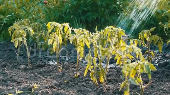 花园里的番茄芽是用软管浇水的不同的水滴落在幼苗上视频的预览图