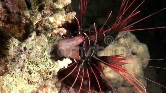 赤鳍鱼在红海海底的放射线视频的预览图