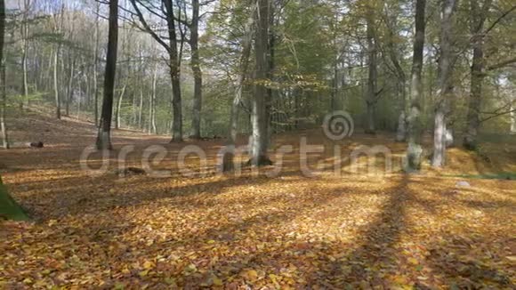 在一片色彩斑斓的秋林中视频的预览图