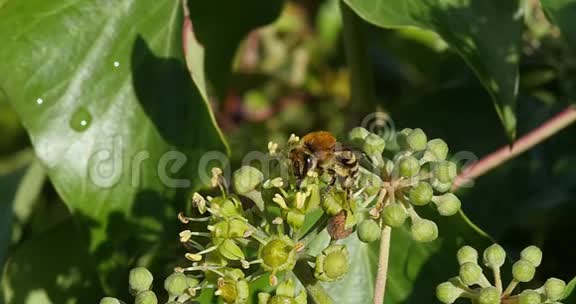 欧洲蜜蜂蜜蜂成熟蜜蜂常春藤的花海德拉螺旋诺曼底的成虫聚集花粉视频的预览图