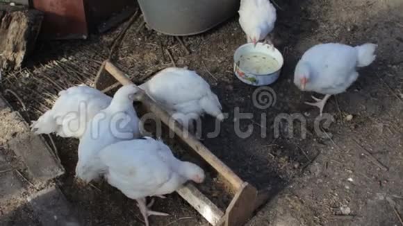 白母鸡在农场的院子里吃喝视频的预览图