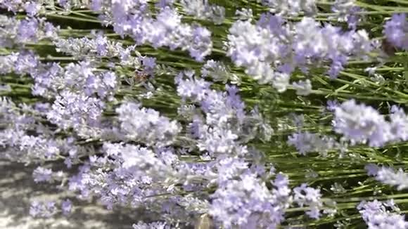 花园里开着薰衣草花蜜蜂飞过视频的预览图