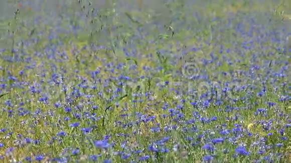 田野上的矢车菊视频的预览图