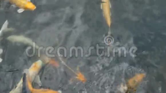 锦鲤在天然水中游泳和进食视频的预览图