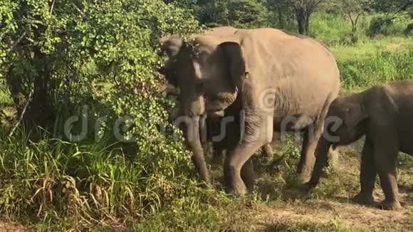 野象吃草斯里兰卡胡鲁鲁生态公园视频的预览图
