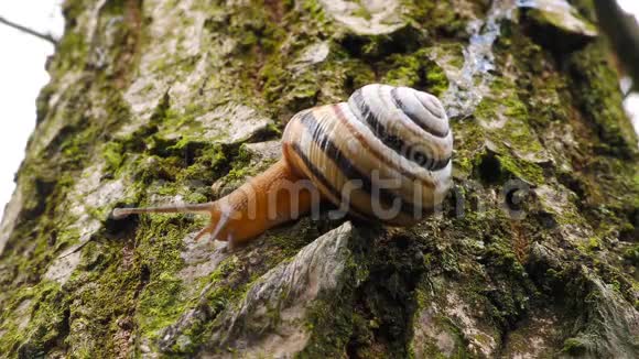 蜗牛在树上活动视频的预览图