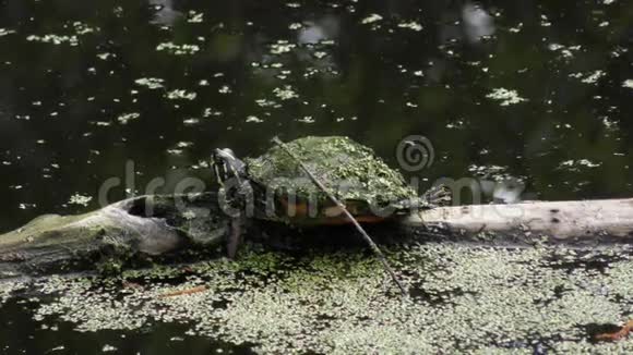 小乌龟在木头上晒太阳视频的预览图