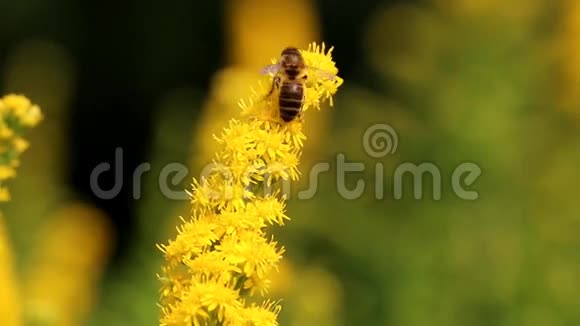 蜜蜂和其他在黄金黄处的昆虫视频的预览图