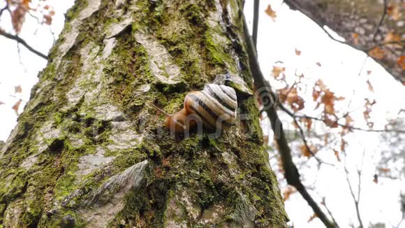 蜗牛在树上活动视频的预览图