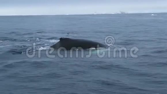鲸鱼慢慢地浮出水面潜入水中视频的预览图