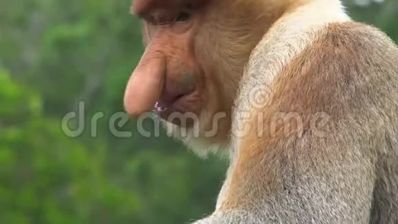 雄性Proboscis猴子NasalisLarvatus抓鼻子濒危野生动物视频的预览图