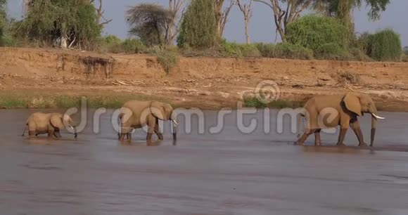 非洲象非洲象群渡河肯尼亚桑布鲁公园视频的预览图