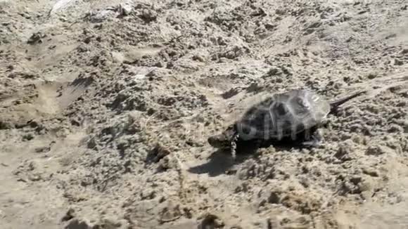 小河龟沿着沙滩爬行到河里慢动作视频的预览图