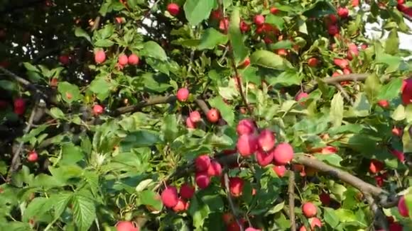 许多红色的小苹果在绿叶的枝上视频的预览图