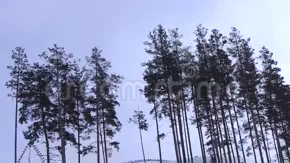雪中松冬冬林白雪覆盖的草视频的预览图