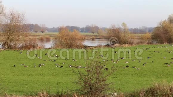 尼肯贝克鲁因附近的IJssel河漫滩上的灰鹅视频的预览图