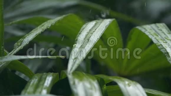 在夏季季风强降雨期间雨水落在绿叶上的细节水滴洗树视频的预览图