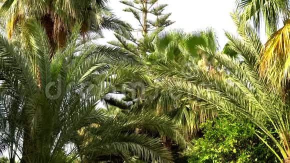 棕榈树和松树南方树的景色视频的预览图