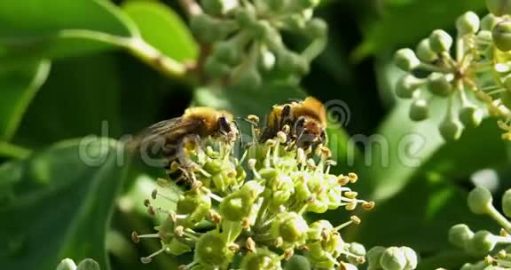 欧洲蜜蜂蜜蜂蜜蜂成虫聚集花粉在常春藤的花海德拉螺旋诺曼底视频的预览图