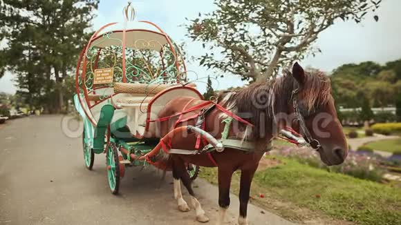 一匹马被套在花圃里的手推车上越南达拉特视频的预览图