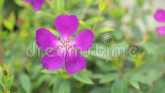 紫色公主花和绿色紫罗兰高清版视频的预览图