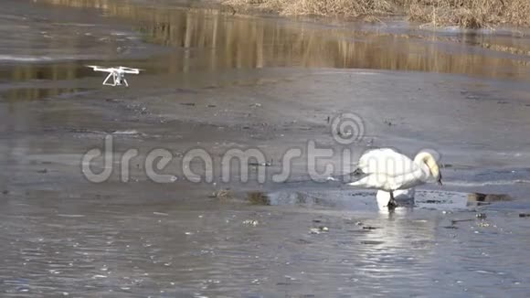 无人机在春冰上拍摄白天鹅视频的预览图