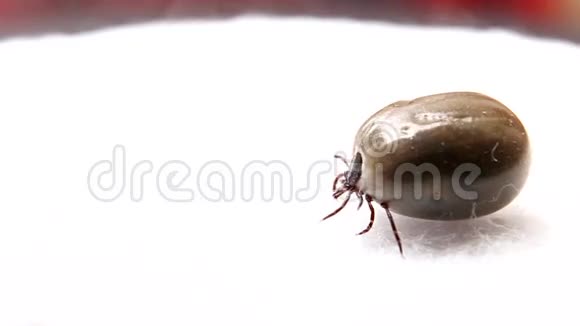 寄生虫蜱视频的预览图