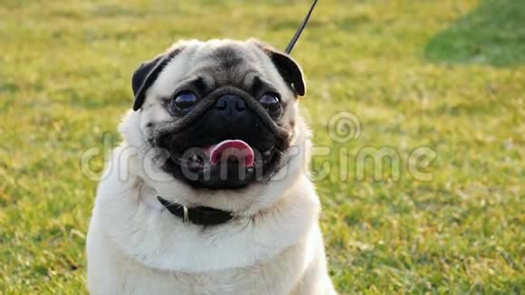 阳光明媚的公园里一只可爱快乐的小狗慢动作的肖像视频的预览图