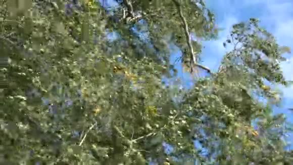 桦树的风留下了大自然的背景视频的预览图