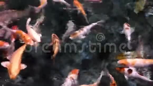 许多锦鲤在暗水中迅速移动视频的预览图