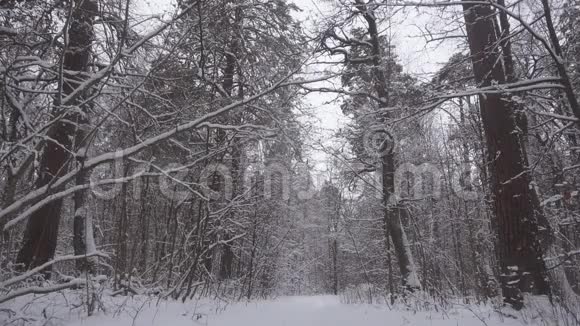 美丽的冬林树木覆盖着清新的雪视频的预览图