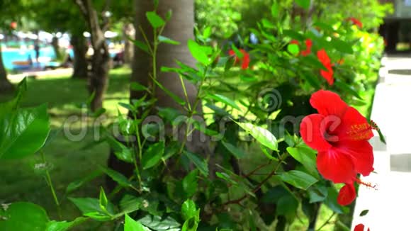在绿草和水池的背景下中国玫瑰红色的芙蓉视频的预览图