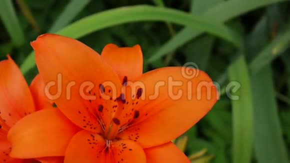 橙色植物百合球茎细节特写高清镜头草本老虎百合花视频左边的作文视频的预览图