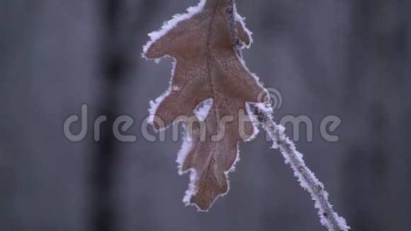 冻僵的橡木叶冻在树枝上视频的预览图