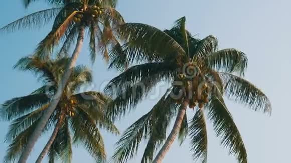 三个椰子棕榈树上有绿色椰子视频的预览图