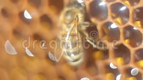 黄蜂蜂巢视频的预览图