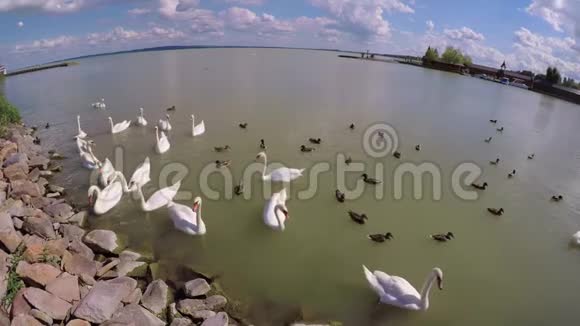 匈牙利克西利镇巴拉顿湖上的天鹅和野鸭视频的预览图