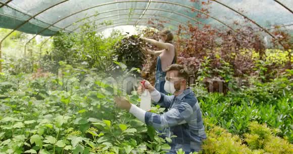 人们在温室里给植物施肥视频的预览图