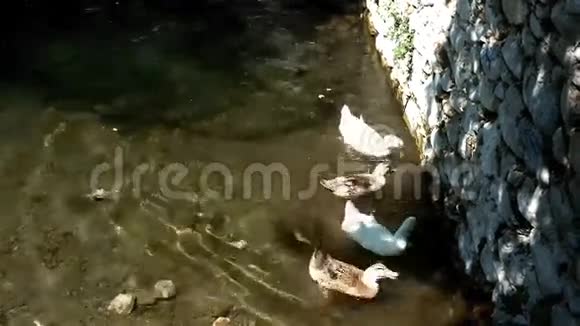 鸭子在池塘里觅食视频的预览图