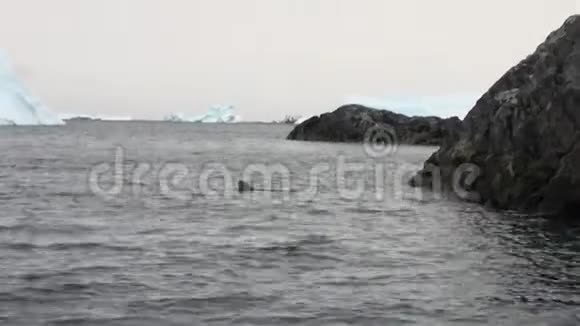 海豹在南极洲的水中潜水视频的预览图
